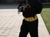 Carnaval CAI Infanta Elena_09